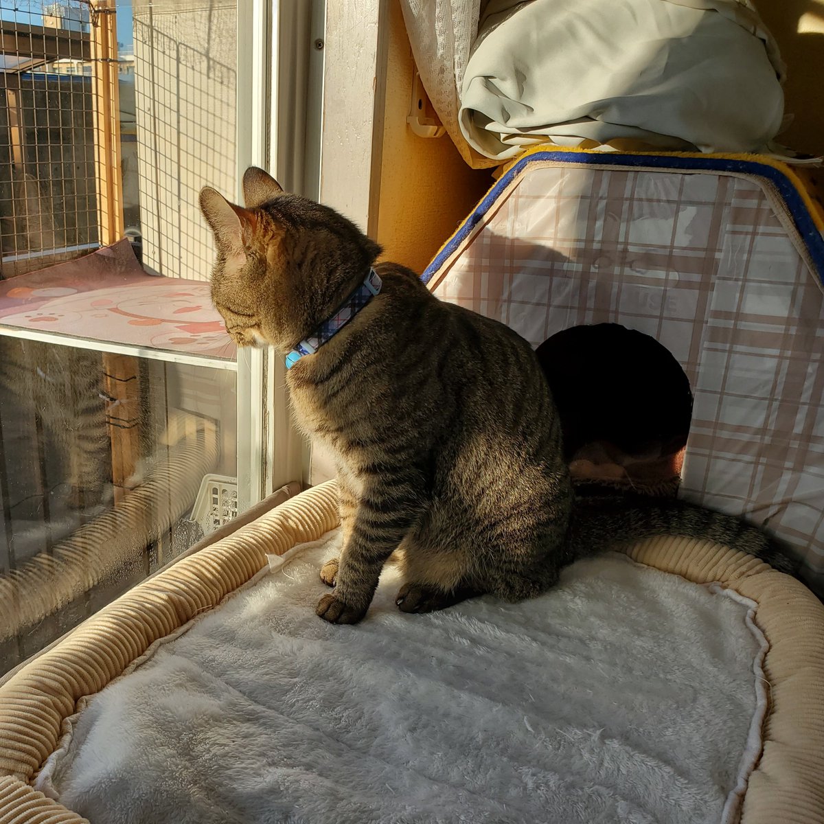 ふっくん (@Fukukun115) / Posts / X