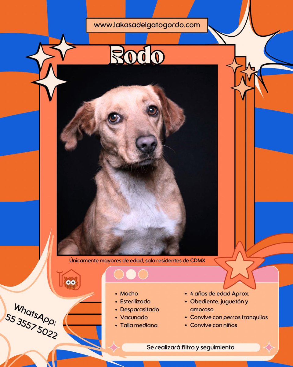 El pequeño Rodo lleva 3 años en la pensión… 

Ayúdanos con RT para que encuentre familia 🙏🏻
