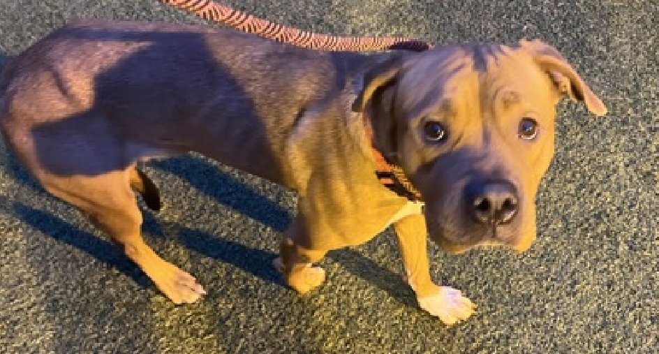 Kill Listed for 11/06 
#NYCACC 

Vitani 
Who is a very shy #puppyLove 

Learning to be brave