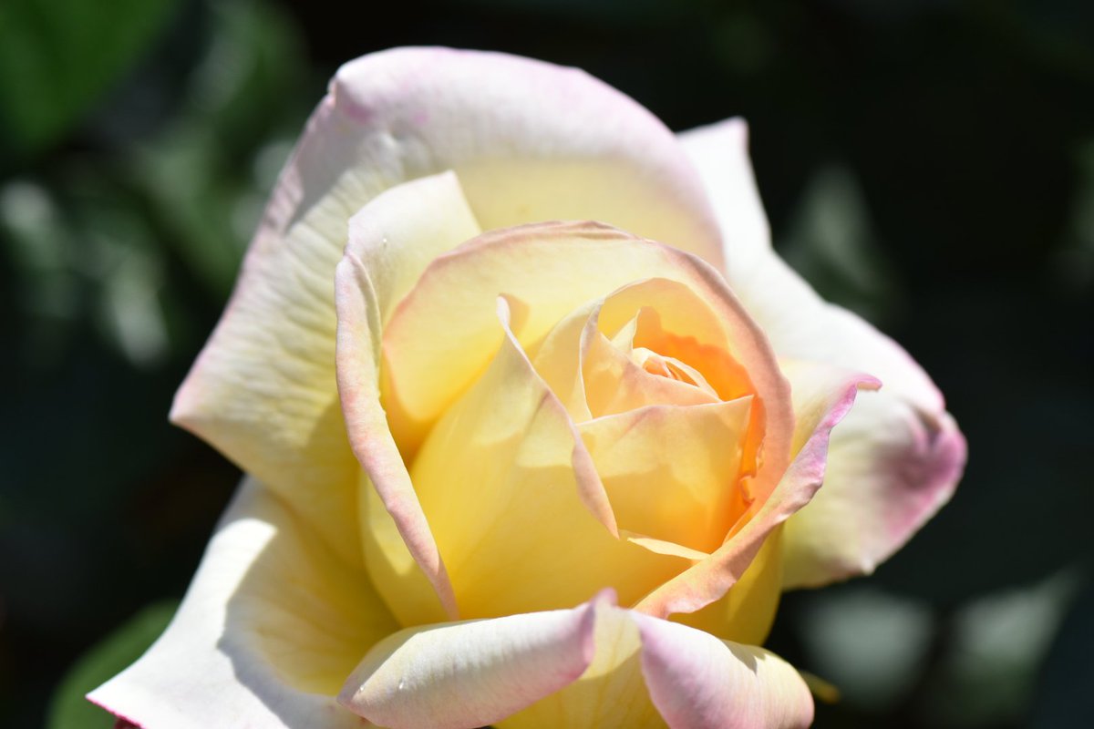 かじやん (@h_kajino) / Posts / X