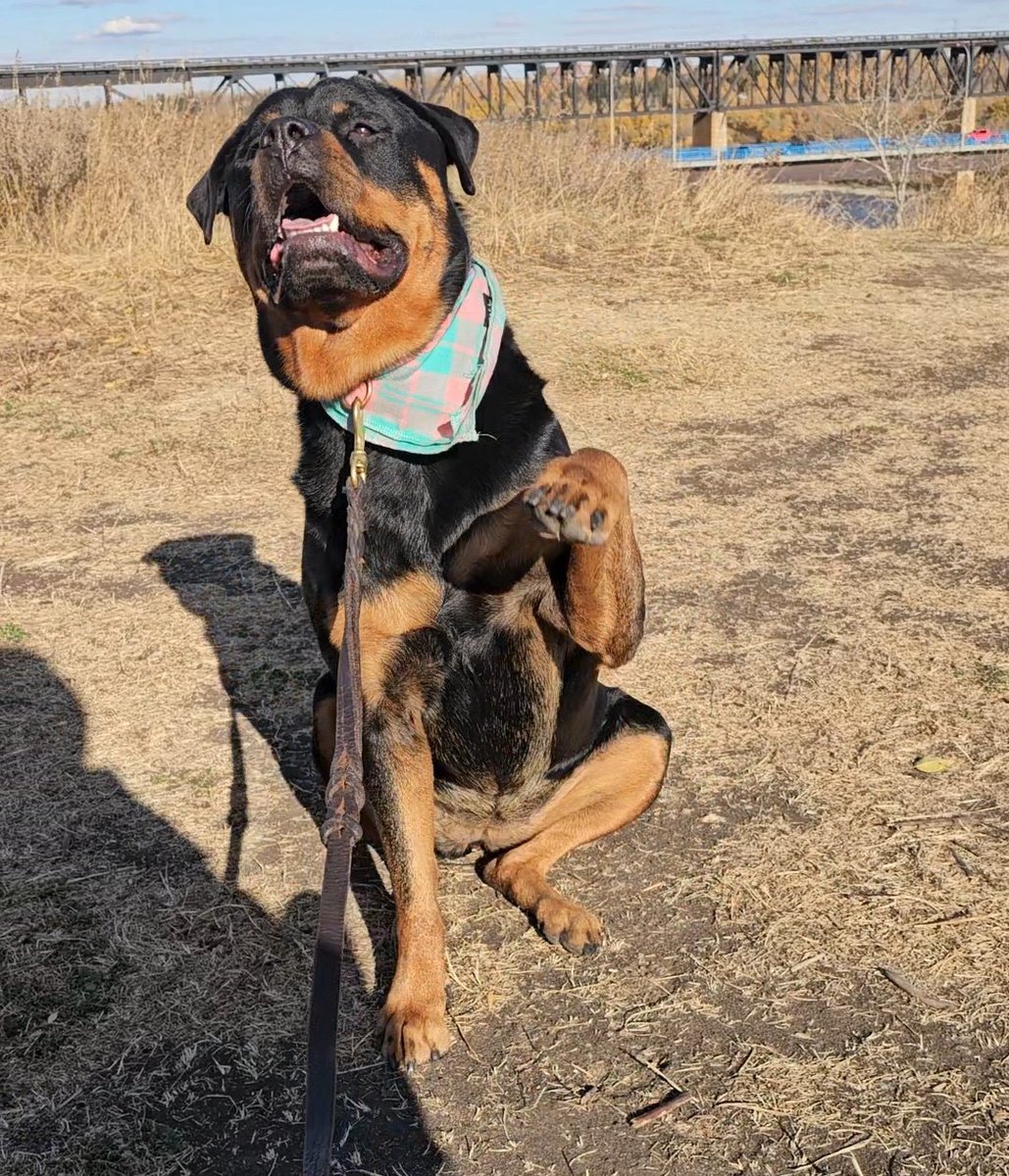 Team Servicerottie🇨🇦🐕‍🦺🦽 tweet media