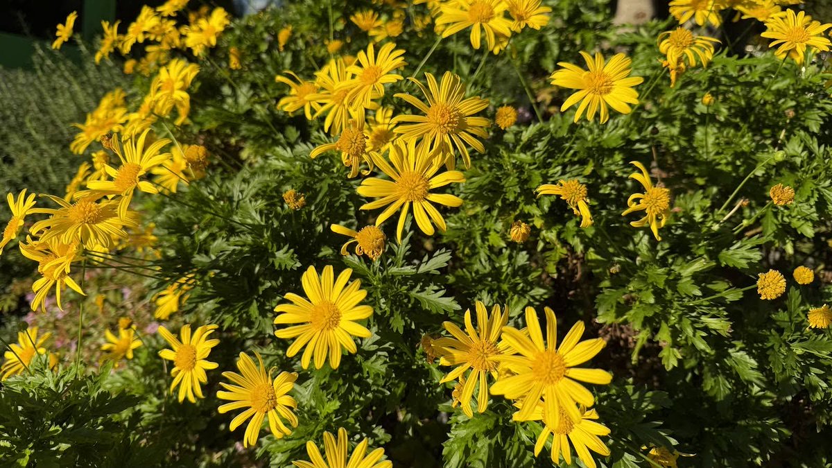 【神人 今日の一言2025.11.5】
〜絡繰〜

小規模の問題を掻き消すために
中規模の問題を起こし

中規模の問題を掻き消すために
大規模の問題を起こし

大規模の問題を掻き消すために
更なる大規模の問題を起こし続け

それはいずれ
自滅する因果をもたらします

しかし