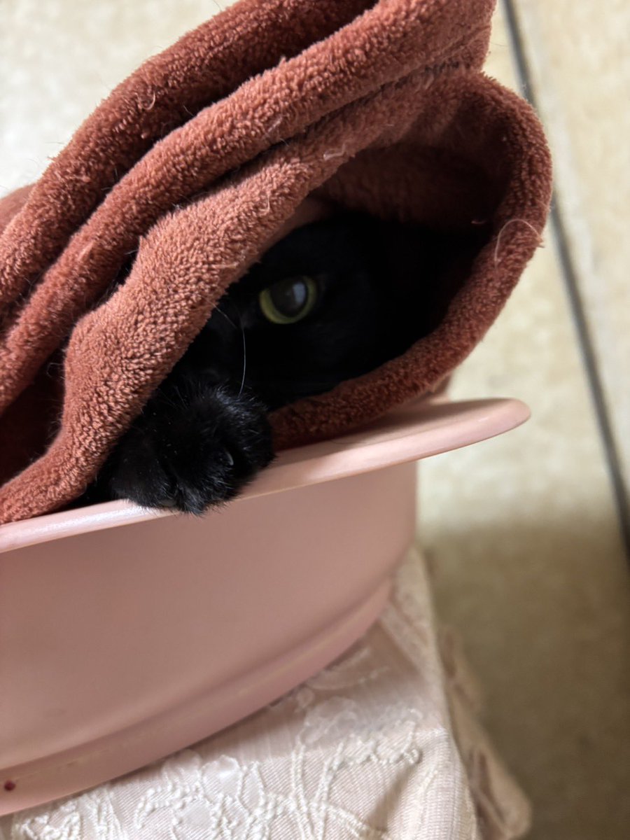 🐱おはようございますニャ✨

#黒猫
#猫好きさんと繋がりたい
#猫のいる暮らし