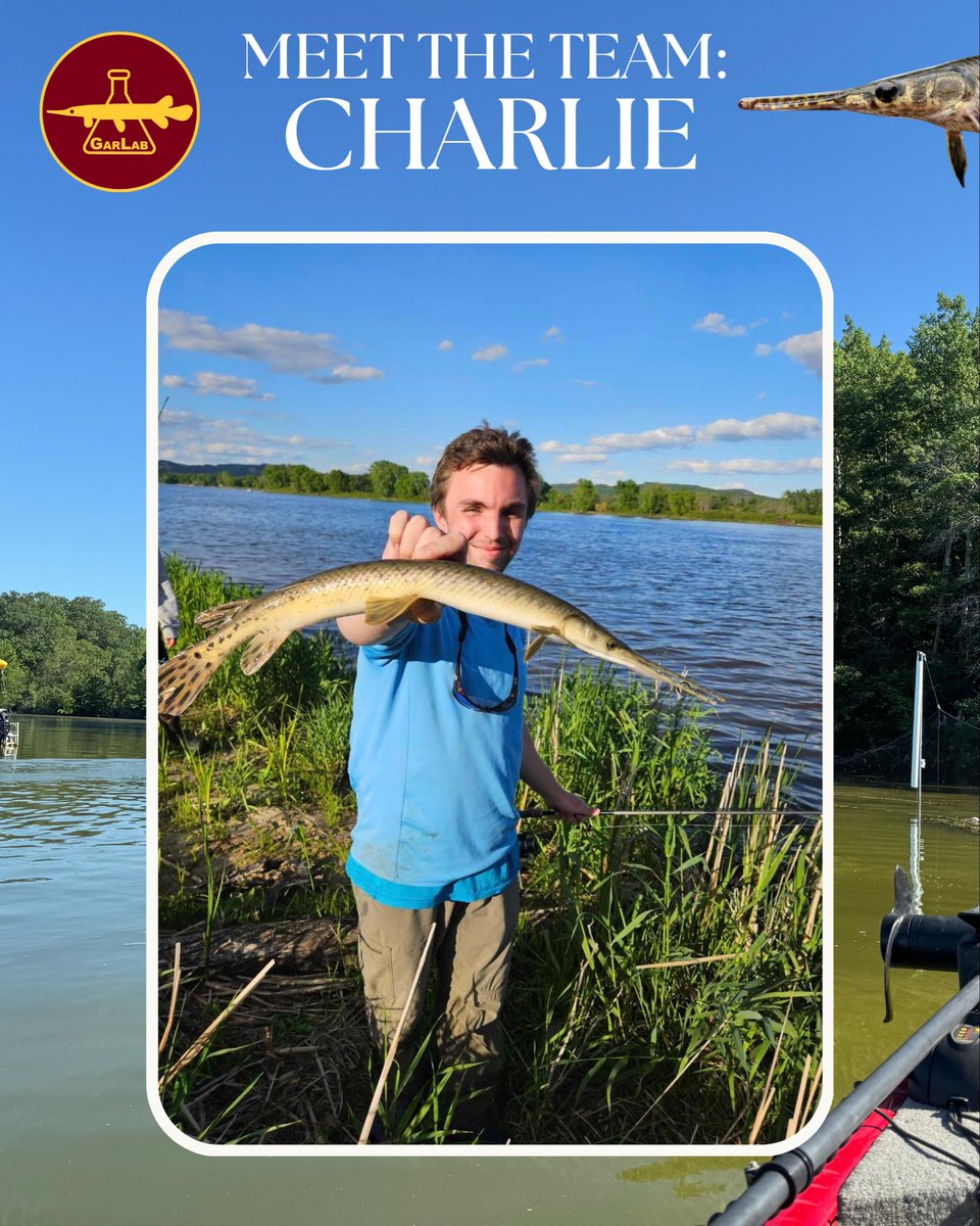 TheGarLab's tweet image. Meet #GarLab member Charlie Vaughn!
Charlie is a second year MS student based in UMN-Duluth, researching longnose gar and emerald bowfin life history variations in MN. He’s been thrilled to work with the team, and looks forward to further exploring the ecology of these species.