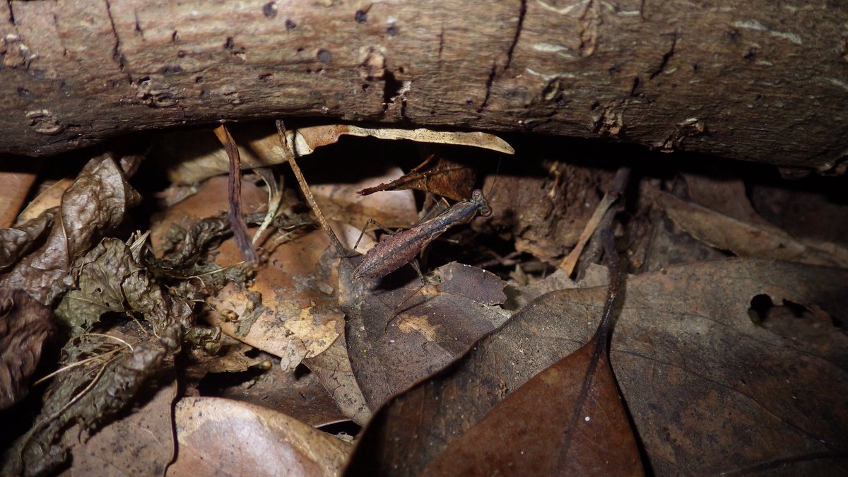 「〇〇島初記録」、店主の好きな言葉です。

#昆虫館バー　#カマキリ　#Mantidae  #Gonypetidae