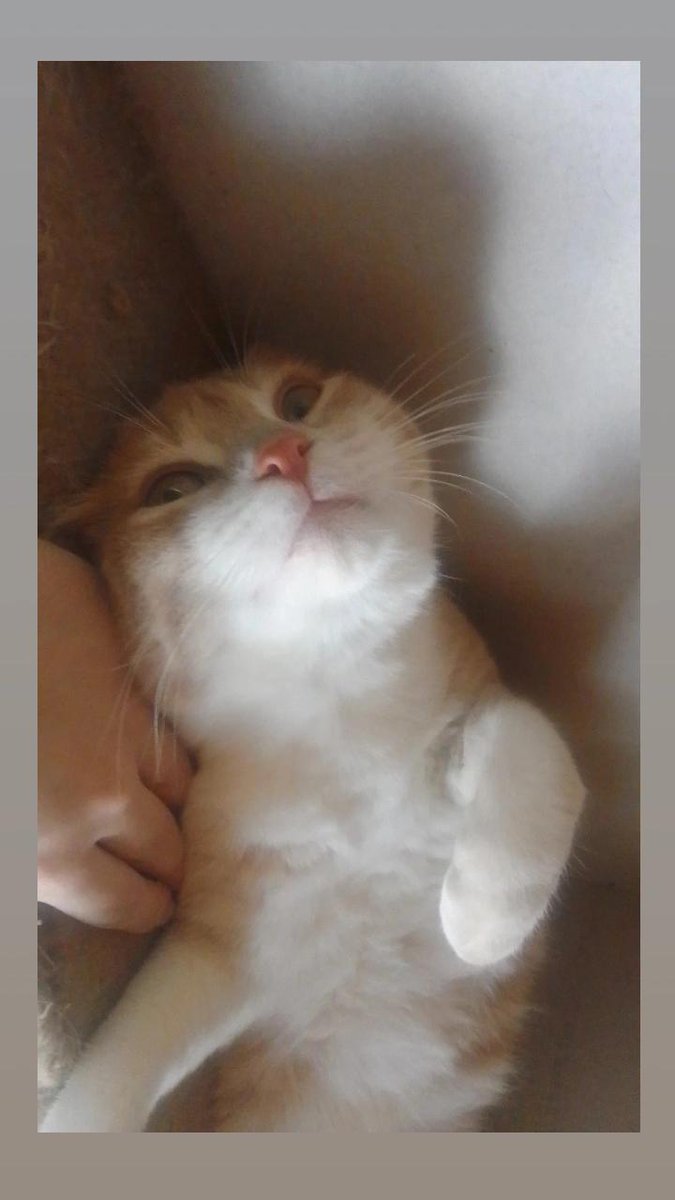 Don Leguleyo Legulin tweet media