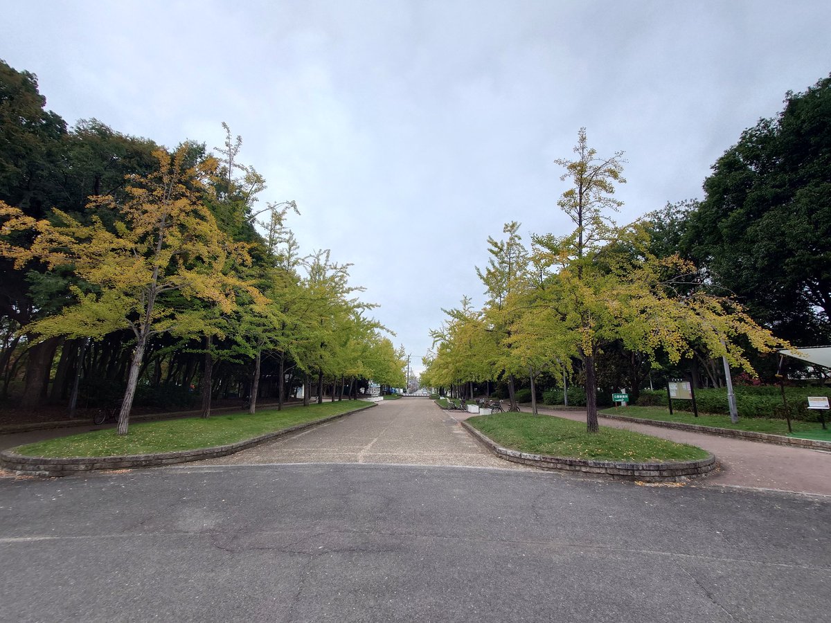 イチョウページ ke on X