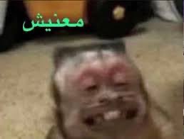 Goat7c's tweet image. 