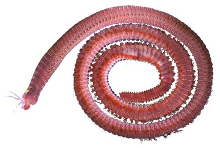 Zootaxa updates tweet media