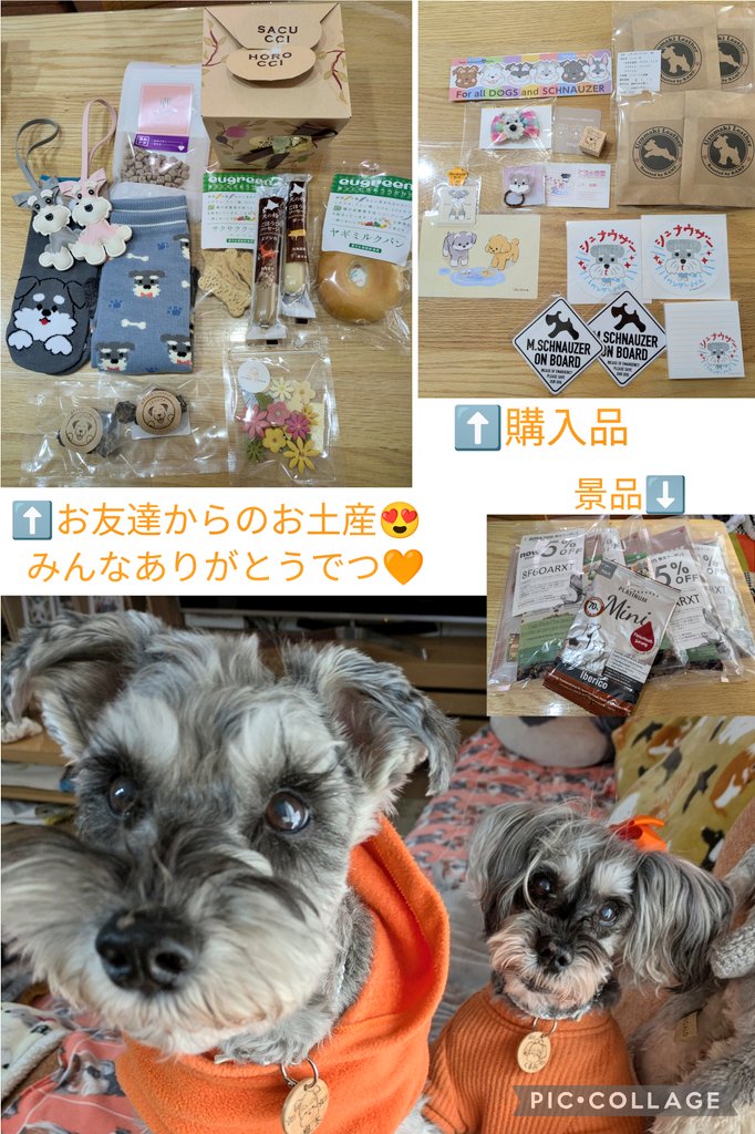 とんちゃん様❤ミニチュアシュナウザー クリスマスオブジェ♡ とんちゃん様❤ミニチュアシュナウザー クリスマスオブジェ♡