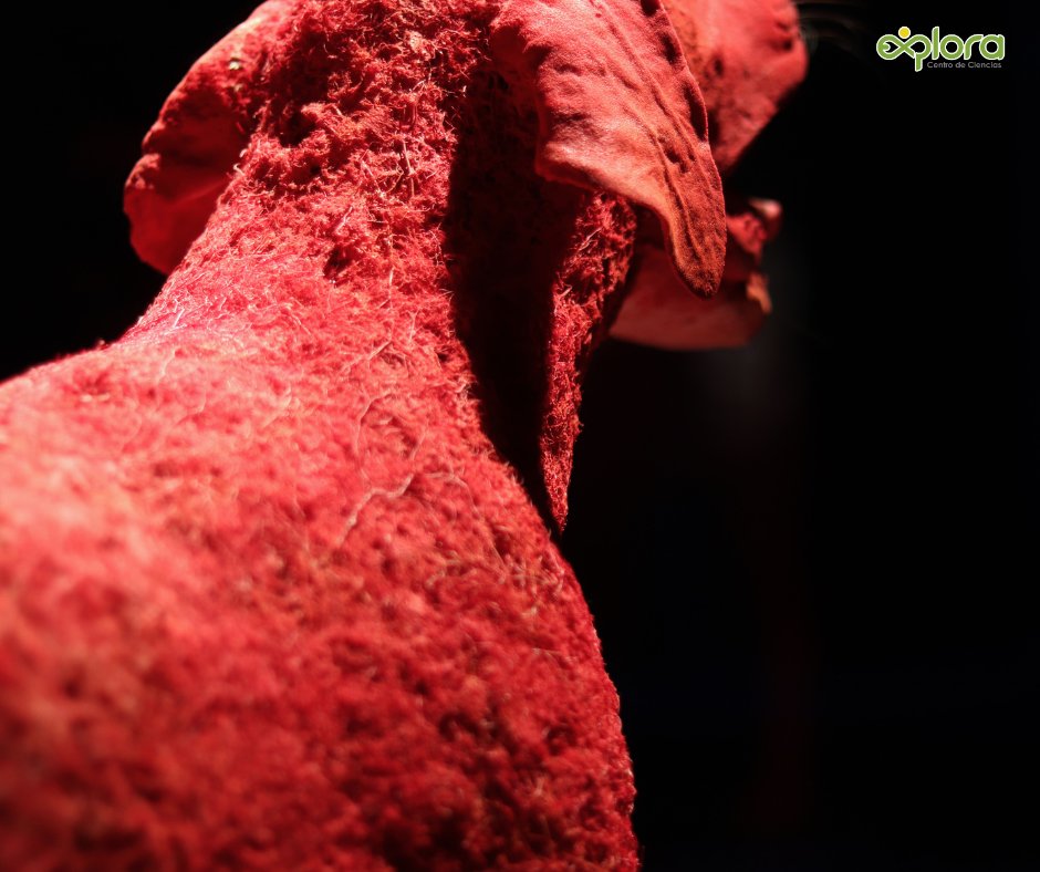 ExploraLeon's tweet image. Hoy iniciamos nuestro día recibiendo a la Universidad Benito Juárez García, cuyos estudiantes de Veterinaria eligieron complementar sus estudios explorando la exposición que revela la majestuosa ciencia del cuerpo animal. 
Adquiere tus boletos aquí  goo.su/CoFsG