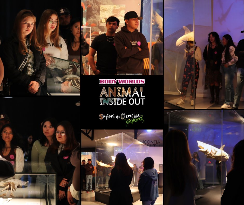 ExploraLeon's tweet image. Hoy iniciamos nuestro día recibiendo a la Universidad Benito Juárez García, cuyos estudiantes de Veterinaria eligieron complementar sus estudios explorando la exposición que revela la majestuosa ciencia del cuerpo animal. 
Adquiere tus boletos aquí  goo.su/CoFsG