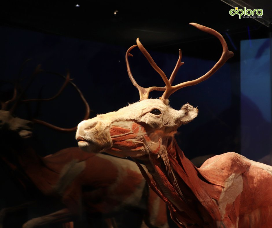 ExploraLeon's tweet image. Hoy iniciamos nuestro día recibiendo a la Universidad Benito Juárez García, cuyos estudiantes de Veterinaria eligieron complementar sus estudios explorando la exposición que revela la majestuosa ciencia del cuerpo animal. 
Adquiere tus boletos aquí  goo.su/CoFsG