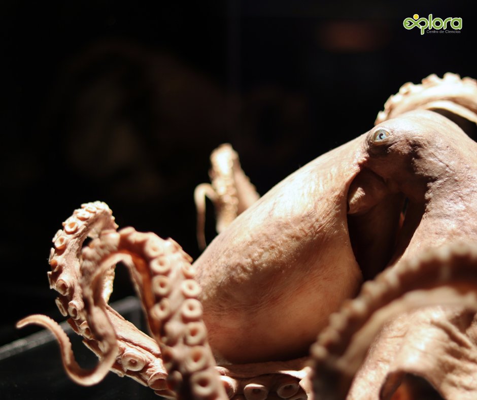 ExploraLeon's tweet image. Hoy iniciamos nuestro día recibiendo a la Universidad Benito Juárez García, cuyos estudiantes de Veterinaria eligieron complementar sus estudios explorando la exposición que revela la majestuosa ciencia del cuerpo animal. 
Adquiere tus boletos aquí  goo.su/CoFsG