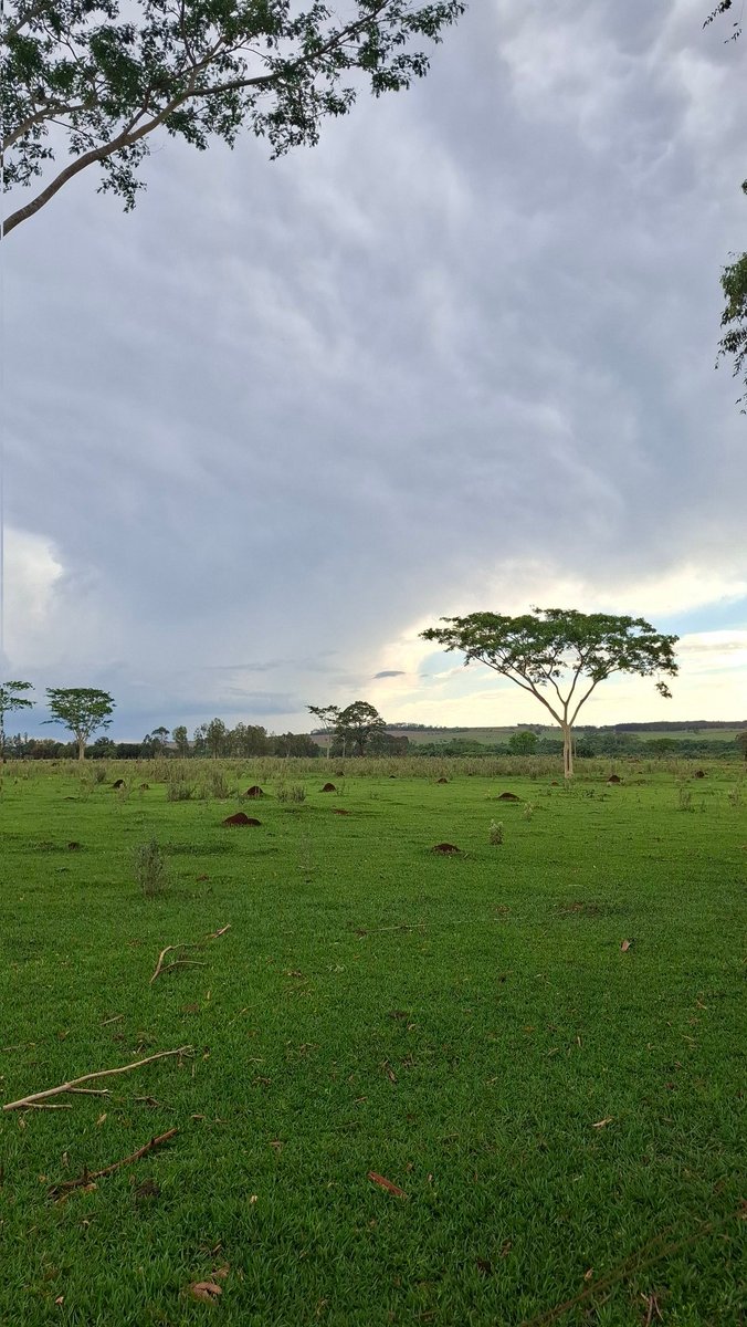 fernando tweet media