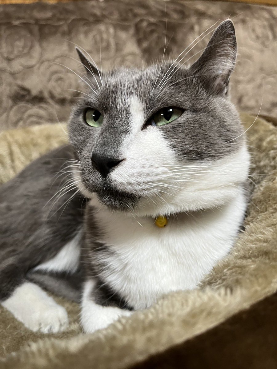 購入前に連絡下さい★猫飼ってます•*¨*•.¸♬︎ alinamine9 on X