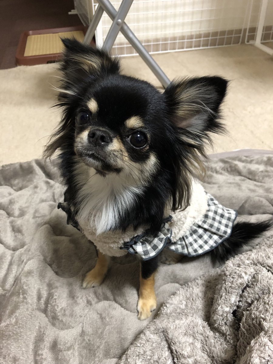 チワワのめるちゃん on X