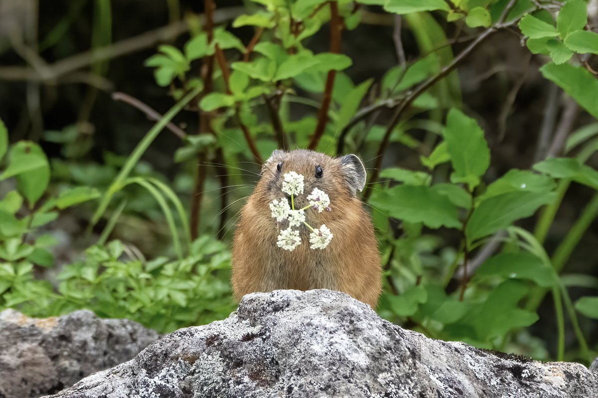 シラネニンジンをクルクルと
#ナキウサギ
#ウサギ
#pika