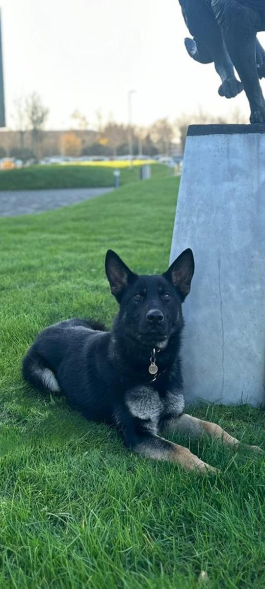 MerPolDogs's tweet image. After a stolen vehicle was pursued, the driver ditched the car and ran. Bad choice. 🐾
PD Dennis tracked him into woodland and found him hiding in dense undergrowth — and it turns out he was also wanted for robbery. One track, two wins. #PoliceDog #Caught
