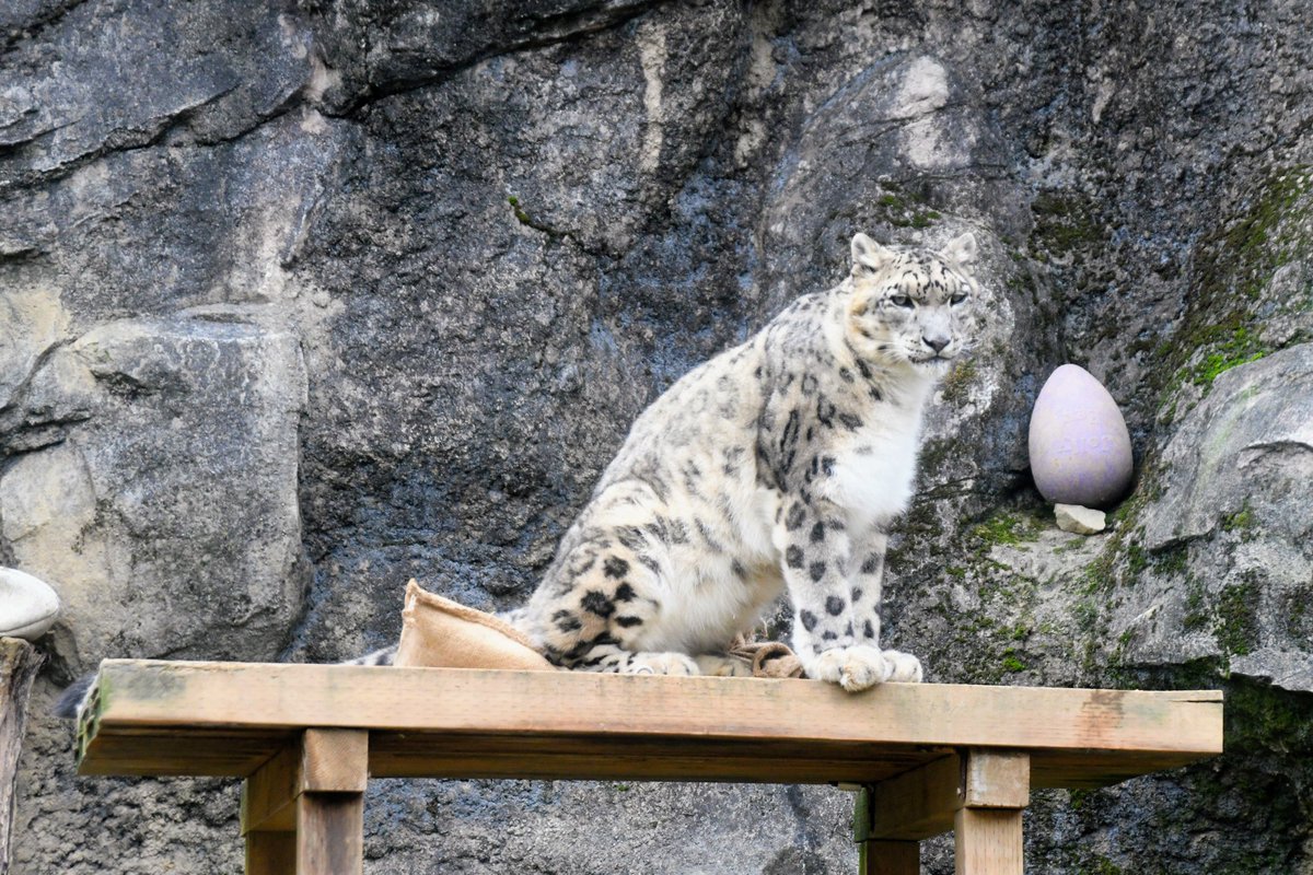 FLORA & FAUNA 自然のデザイン 人気のアジサイに新商品が登場しました。 その名も 〝アジサイ