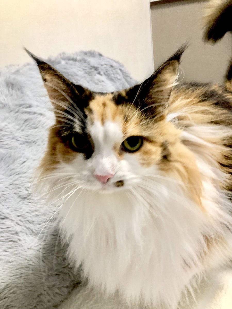 よっしー。様ページ ヨッシー (@AOGSDkw5Qmr1X51) / Posts / X