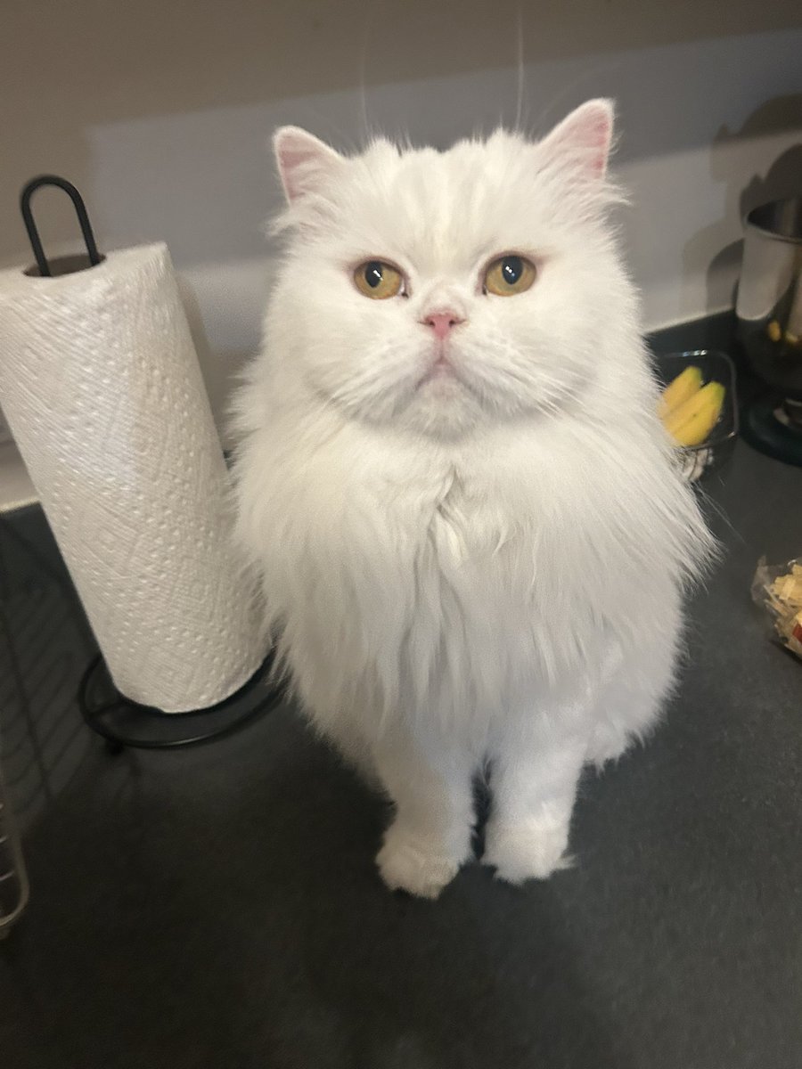 d1v1n3yay's tweet image. what’s up i’m on the counter