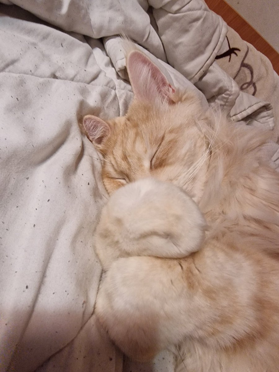 chimenya_'s tweet photo. @kinquarantine @weirdlilguys Thank you!! He's a very smart fella💜💜 The other one is a fart smella🤣🤣 https://t.co/IM8KyntkYb