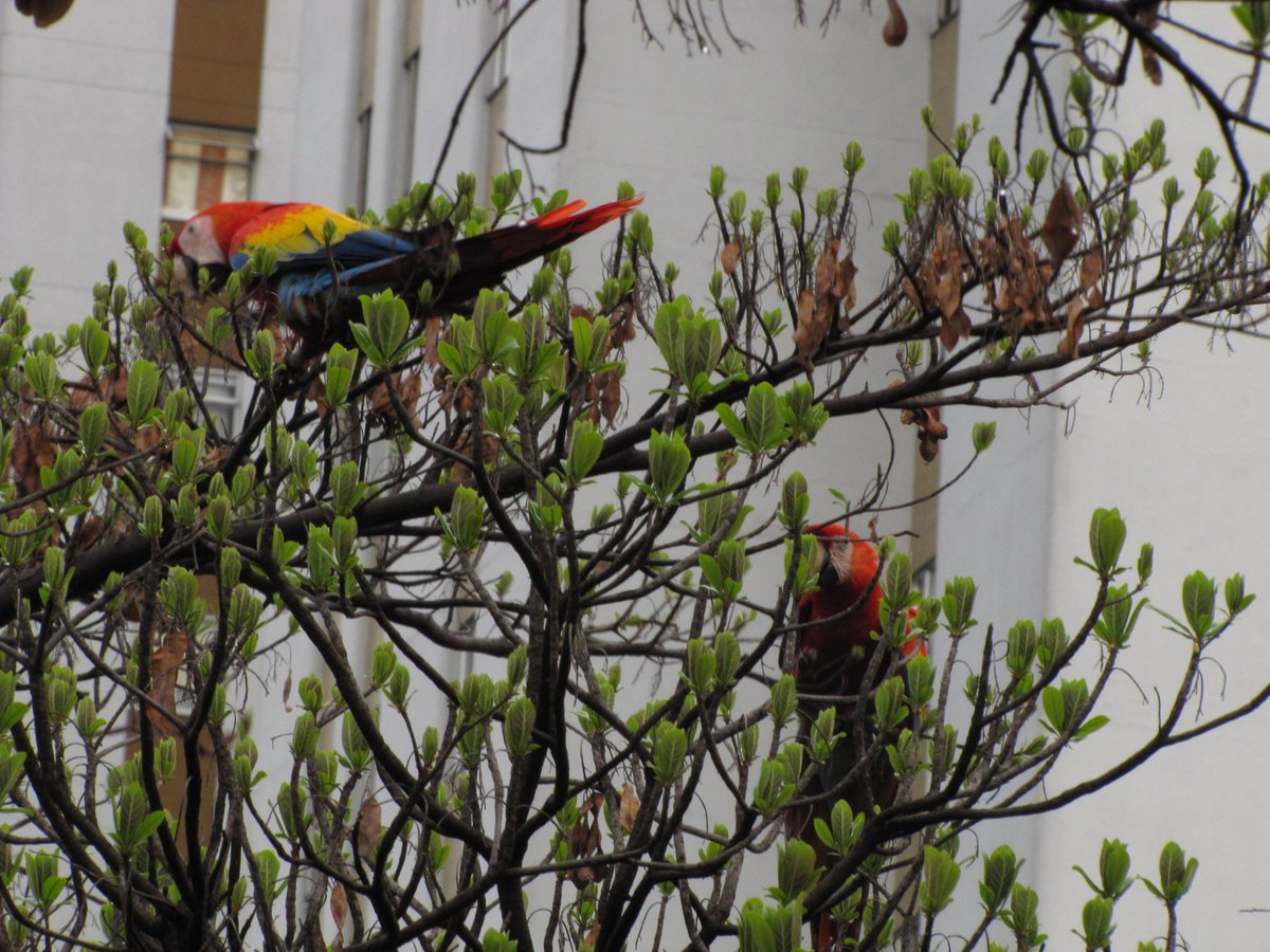 E.J Pino tweet media