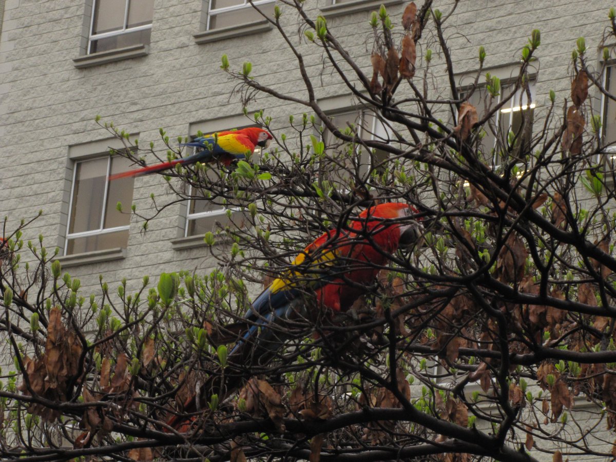 E.J Pino tweet media