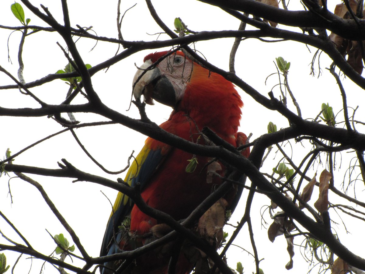 E.J Pino tweet media