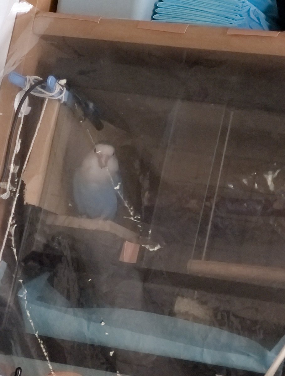 見ているぞｯ!🦜👀