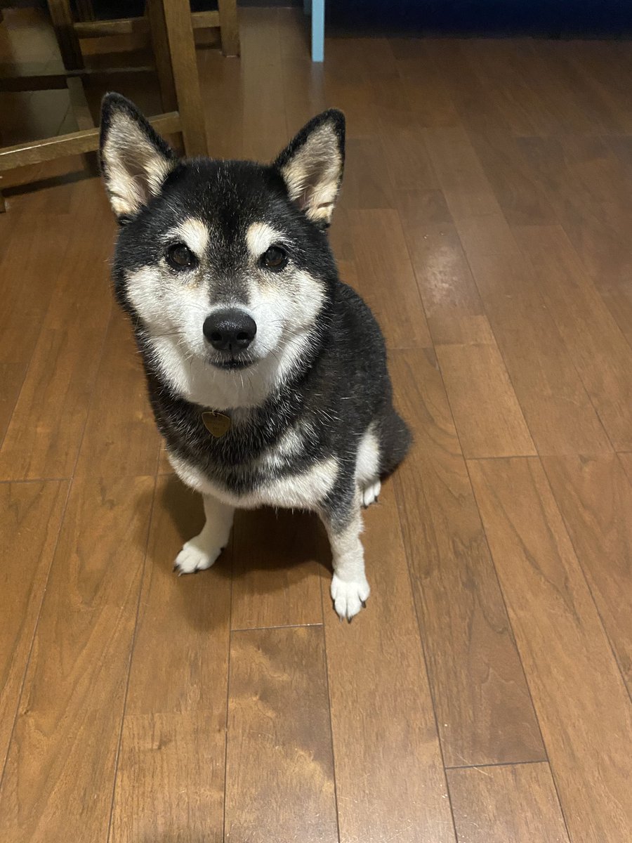 ガウロン8歳になりました！
カエルとかミミズとか色々なもの食べちゃうけれど、元気です！

#らぶ #ガウロン #shibainu #dog #柴犬 #黒柴