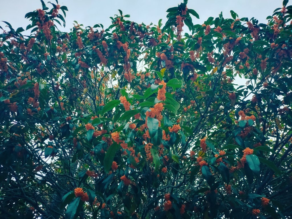 もーにん☁今朝はお爺ちゃん・お婆ちゃんに混ざって近所のラジオ体操に参加してみたぜ！疲れました！今日は11月最初の配信を14時からやる予定です📻️エンチケゲット枠なのでキツネでやります🦊奮ってご参加ください😘

#ラジオ体操 #枯葉 #紫花茄子 #金木犀