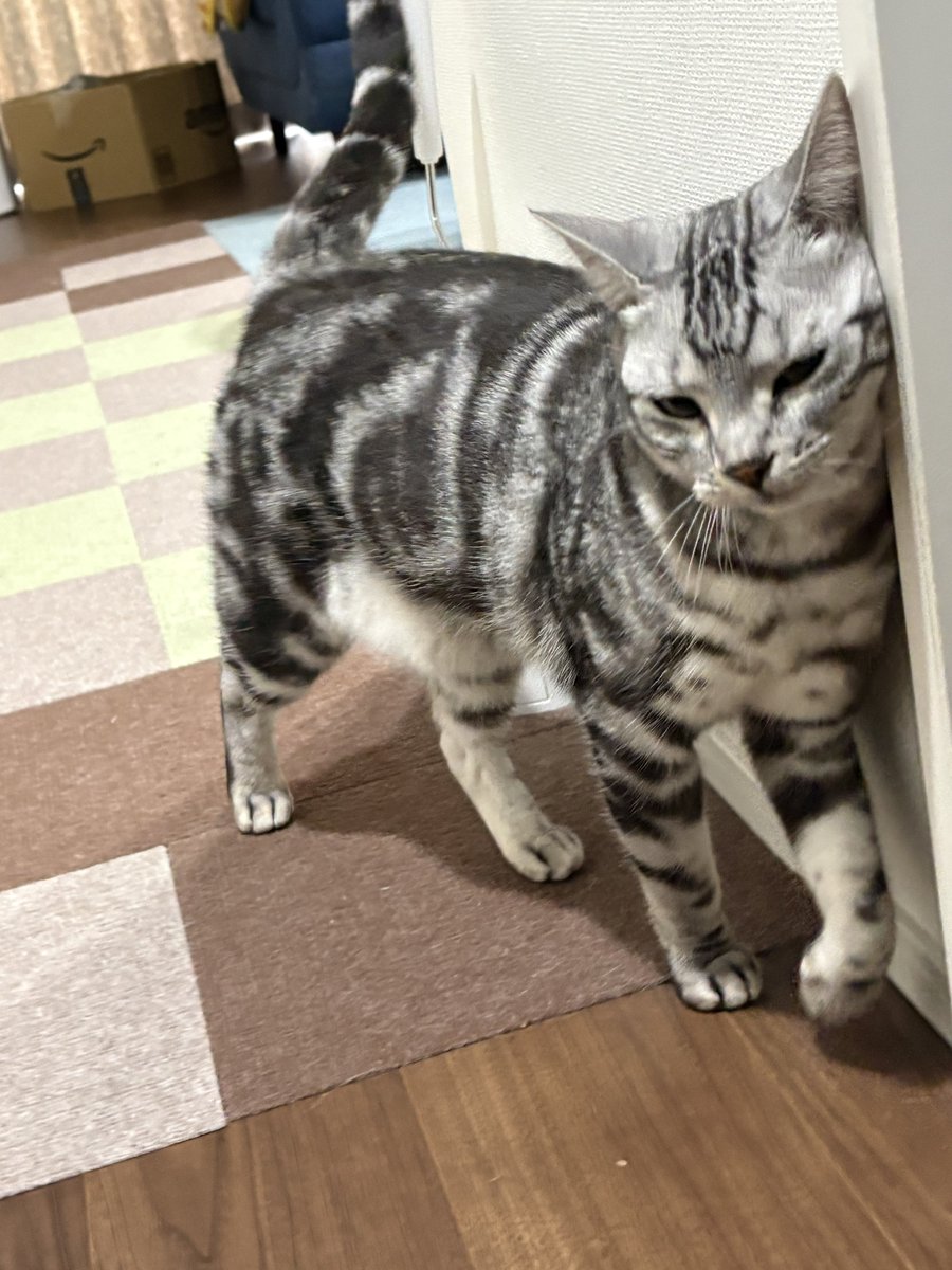 オンノヅキ🐱🐱 (@ny_chatnoir) / Posts / X