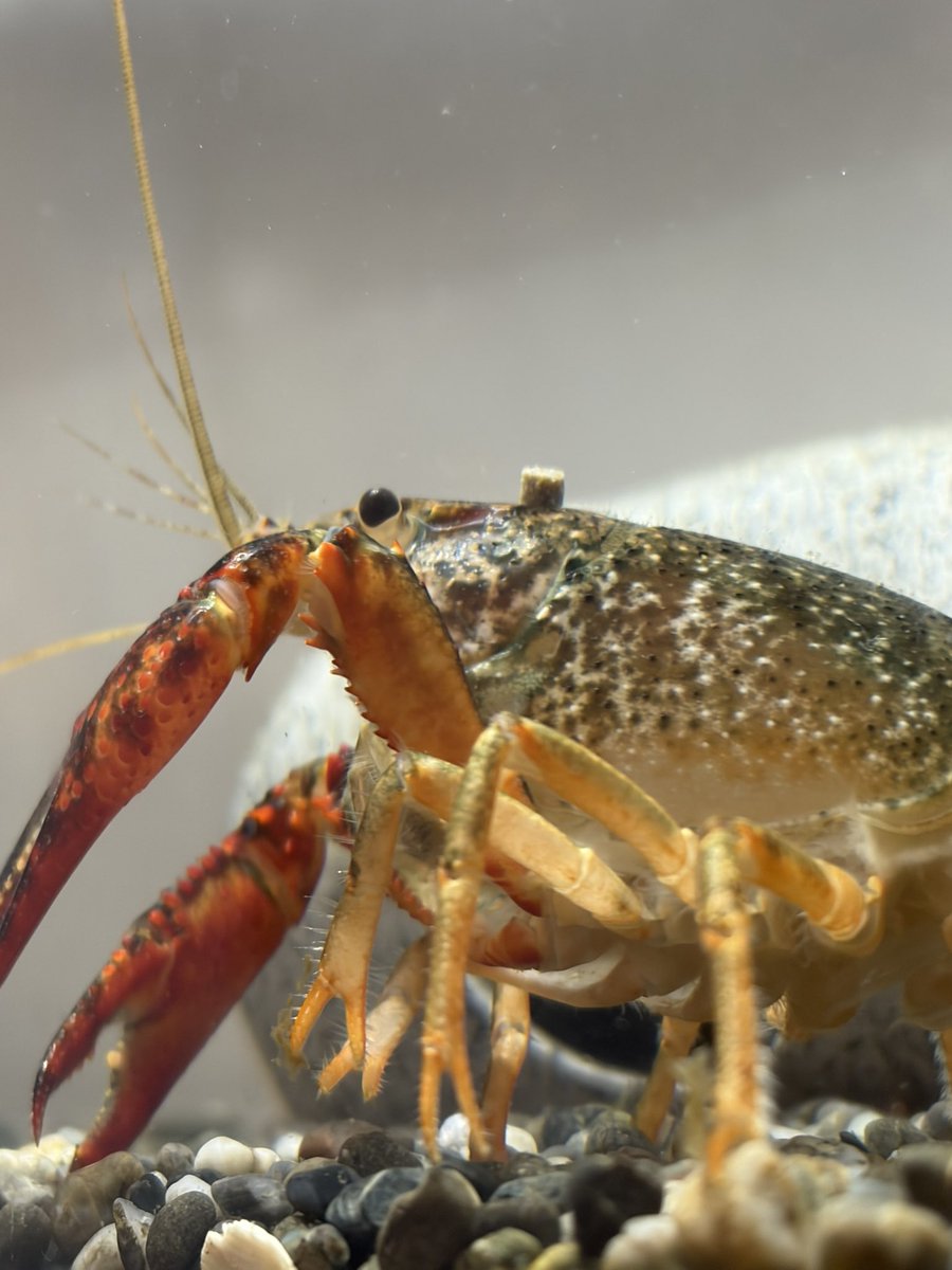 ザリガニページです。 ザリガニページです。 2025年最新】Yahoo