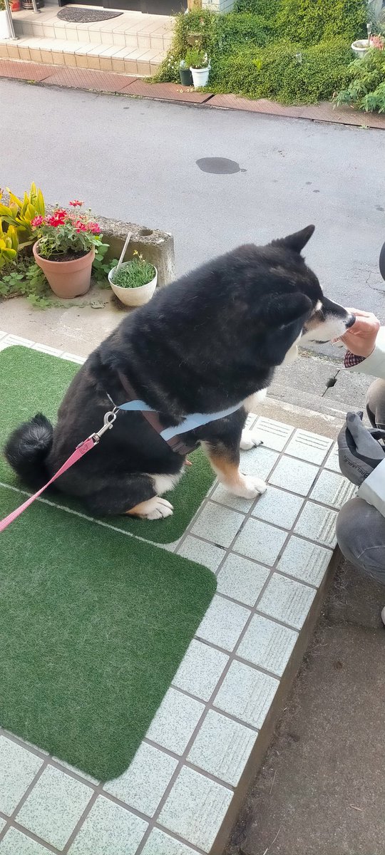 まめたろう (@mamemamemakmaki) / Posts / X