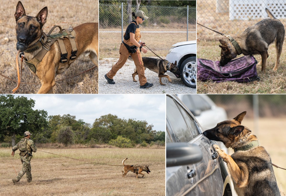 .<a href="/TxDPS/">Texas DPS</a> is home to one of the nation’s top K-9 programs — and this Friday, we’ll add nine new K-9 teams to our growing roster! 

Check out a behind-the-scenes look at their training and see firsthand how these teams are honing their skills to enhance public safety.