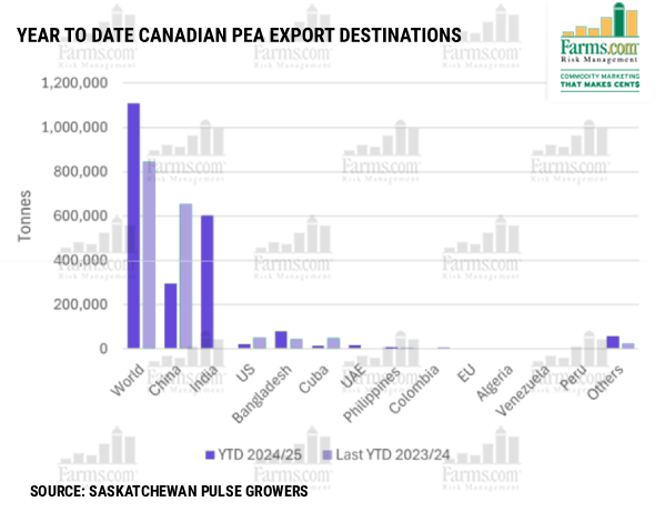 Canadian yellow #pea growers hit from both sides: #India slaps 30% #tariff starting Nov 1, after #China imposed 100% in March. Together, these markets make up 71% of exports—#Saskatchewan alone shipped $480M to India last year. Calls grow for #Ottawa to act.
<a href="/OntAg/">Farms.com Ontario</a> <a href="/SaskPulse/">Saskatchewan Pulse Growers</a>