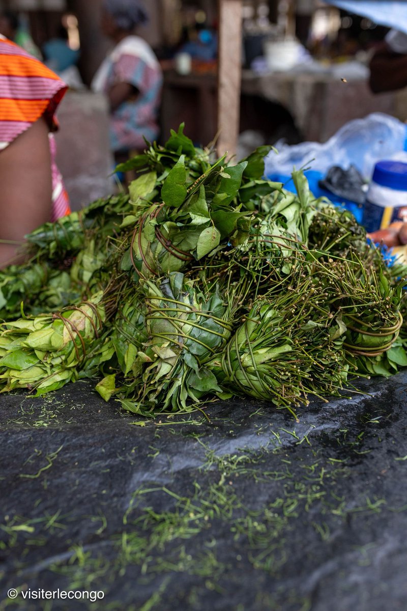 ICIBrazza's tweet photo. C’est l’un des incontournables de la gastronomie des pays du bassin du #Congo. Le Gnetum africanum connu sous le nom de Nkumu au #Gabon, d’Iko, Okok ou Eru dans la gastronomie camerounaise, de fumbua dans la cuisine congolaise, de koko dans la gastronomie centrafricaine. https://t.co/0n3AywXaWe