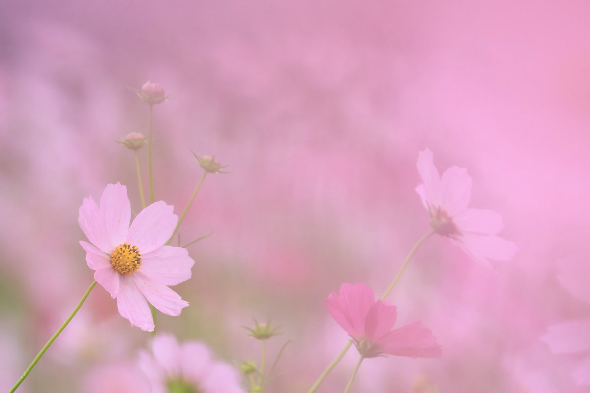 アリス (@alice8944) / Posts / X