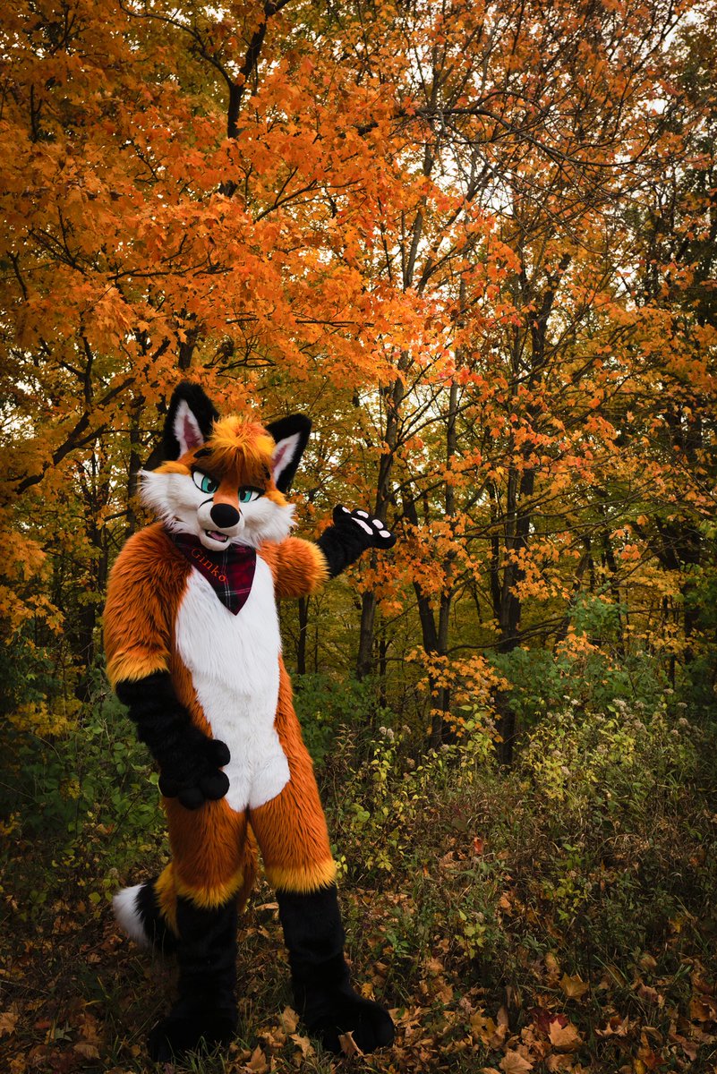 GinkoTheFox tweet media