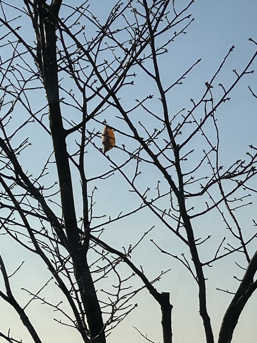 おいぼれバイク乗り HONDA GB350S tweet media