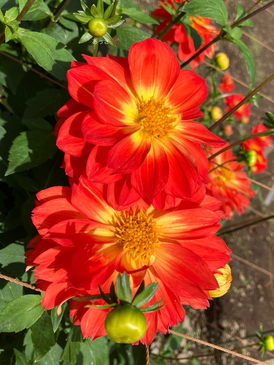 ★★あじさいタワシ★★ 常緑アジサイ：台湾トキワアジサイ4号ポット の通販 | 園芸ネット