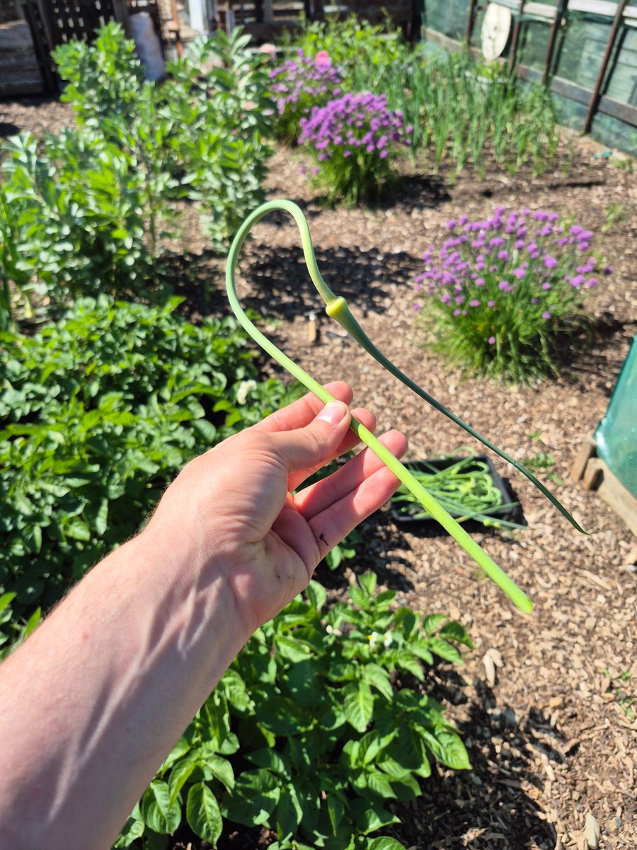 NoDigWex's tweet photo. At Wexford Organics, we’re growing more than vegetables — we’re growing curiosity, flavour, and connection. From familiar favourites to hidden gems like this, everything comes fresh from Wexford’s soil. 💚
#WexfordOrganics #GarlicScapes #EatSeasonal #IrishGrowers #OrganicIreland https://t.co/CYI8ptTt6c