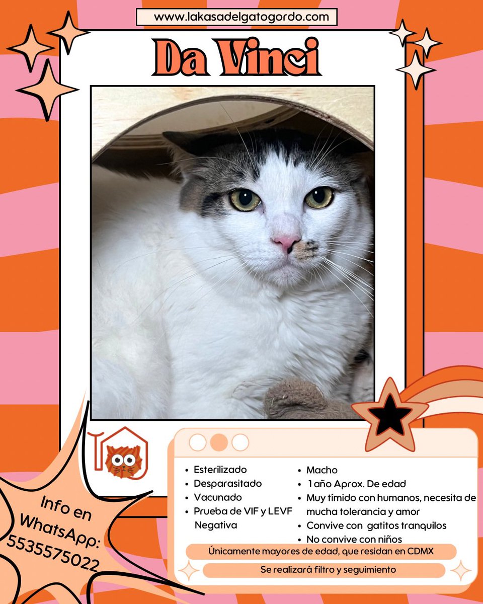 ✨ Adopta, cambia una vida… y la tuya también ✨

Un gatito rescatado no solo necesita un hogar, también trae consigo amor, gratitud y alegría infinita. 🖤(Gatos blancos y negros se entregarán hasta después del 15 de Noviembre)

Dales la oportunidad de demostrarte que los