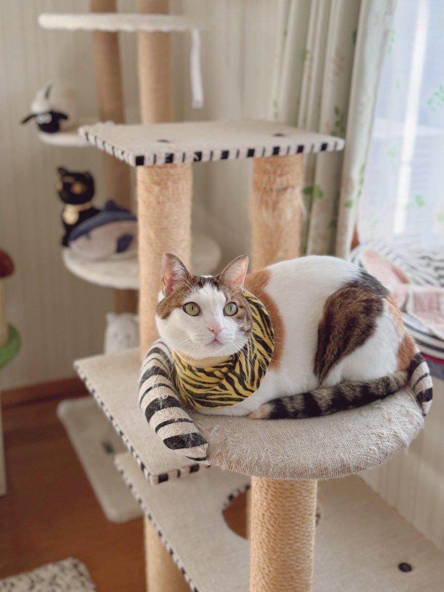 ロリポップ♡ねこちゃん めるきど𓏲𓎨𓁉 on X