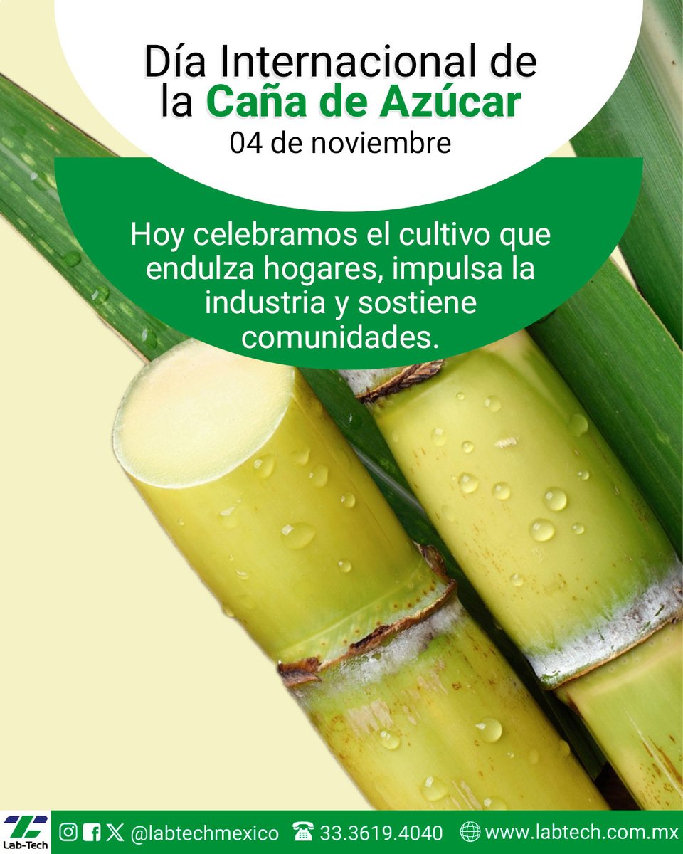 LabTechMexico's tweet image. Hoy conmemoramos el Día Internacional
de la Caña de Azúcar, una de las industrias más
importantes para el desarrollo agrícola y económico.

En Lab-Tech somos Innovación y tecnología al servicio de la industria del
azúcar.