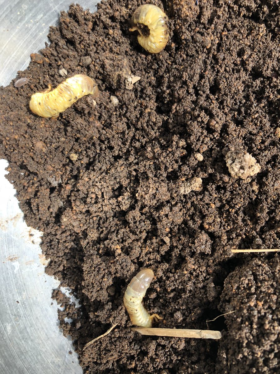 五月(サツキ)ちゃん on X