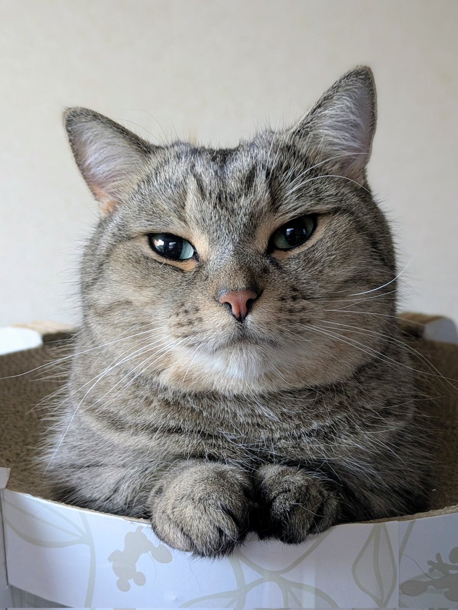 ぐく丸吉 大吉丸 究極の烏賊墨抜き器 フォーセップ - 【バス・トラウト