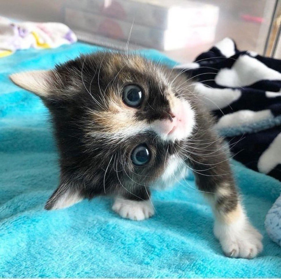 did you VOTE??
twitch.tv/Abbby